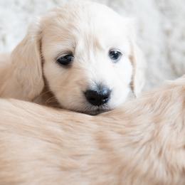 Dachshund Puppies from CTX Doxies