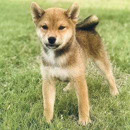 Goldie - Red female Shiba Inu puppy in Trenton, Nebraska from Prairie Shibas