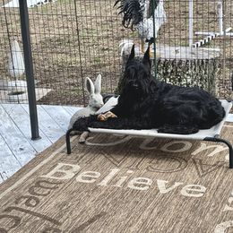 Giant Schnauzer All Grown Up from Hearthmore Giant Schnauzers