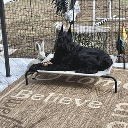 Giant Schnauzer All Grown Up from Hearthmore Giant Schnauzers