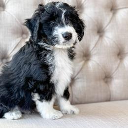 Mashed Potatoes 💜 - Black and white female Aussiedoodle puppy in Granbury, Texas from Triple Cross Doodles
