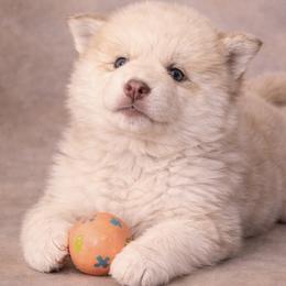 Asher - Wolf sable male Pomsky puppy in Amarillo, Texas from Pom Pom Pomskies