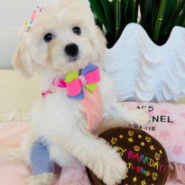 SKY - White female Maltipoo puppy in Sugar Land, Texas from Celebrity Maltipoos