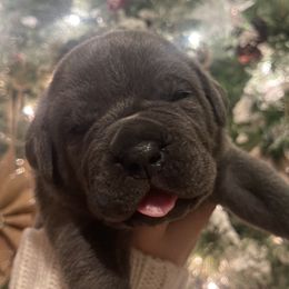 Boy 2 - Cane Corso puppy from Capital City Corso’s