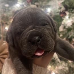 Boy 2 - Cane Corso puppy from Capital City Corso’s