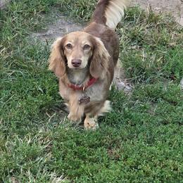 Prim - Dachshund
