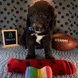 Stripes - Black and white male Sheepadoodle puppy in Glen Rose, Texas from Clevenger’s Sheepadoodle Fur Baby Farm