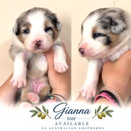 Gianna - Blue merle female Australian Shepherd puppy in Gowen, Michigan from XA AUSTRALIAN SHEPHERDS