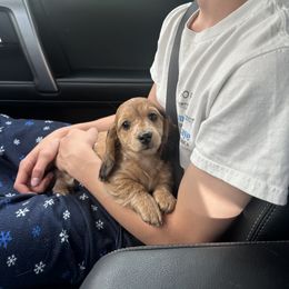 Dachshund Puppies from Steamboat Sausage Squad