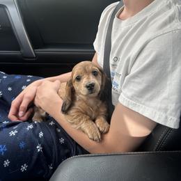 Dachshund Puppies from Steamboat Sausage Squad