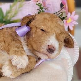 Goldendoodle puppies from Elite Goldendoodles and Bernedoodles