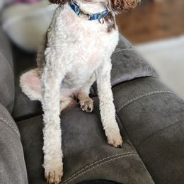Aussiedoodles, Australian Shepherds, Goldendoodles, and Poodles from Hilltop Cuddle Pups