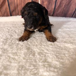 Peaches - Phantom female Goldendoodle puppy in Luana, Iowa from Country View Bernedoodles and Goldendoodles