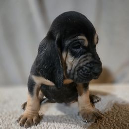 Light Blue Collar - Black and tan male Bloodhound puppy in Gillette, Wyoming from Whispering Winds Homestead 307