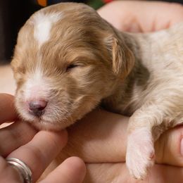 Frost - Red female Bernedoodle puppy in Tyner, Kentucky from Good Dog Doodles