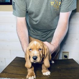 Bert - Mahogany and white male Basset Hound puppy in Tollesboro, Kentucky from Low and Slow Bassets