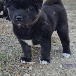 Akita Puppies from Folklore Akitas