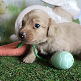 Forest - Cream male Dachshund puppy in Pace, Florida from Shoebox Doxie’s