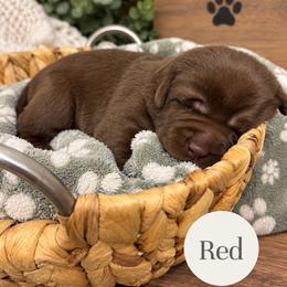 Red - Chocolate male Labrador Retriever puppy in Dickson, Tennessee from Cane Creek Labradors
