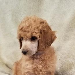 Poodle Puppies from Strut Your Stuff Standard Poodles