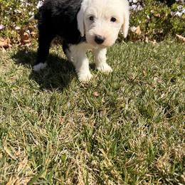 Azaria - Black and white female Old English Sheepdog puppy in Acton, California from Fab OES