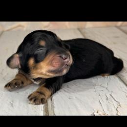 Jasper - Black and tan male Dachshund puppy in Miami, Florida from Maitime Dachshund