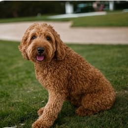 Alice - Goldendoodle