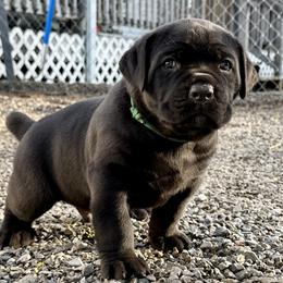 Cane Corso Puppies from CANE CORSO DI DROGHEDA