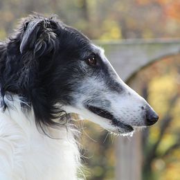 Cannon - Borzoi