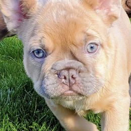 French Bulldogs from Opulentfrenchies509