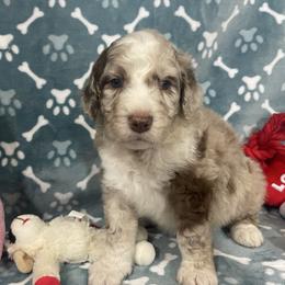 Boy-1 - Red merle male Aussiedoodle puppy in Grants Pass, Oregon from Love my doodles/ Aussiedoodle love