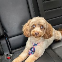 Boogie - Aussiedoodle