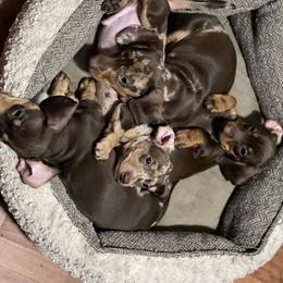 Dachshund Puppies from Warricks Wild Weenies