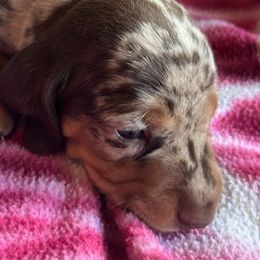 Mr Spotz - Dapple male Dachshund puppy in Ocean Park, Washington from Golden Dachshunds