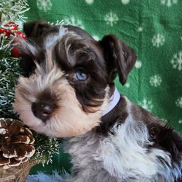 Miniature Schnauzers from Raisin' the Woof Schnauzers