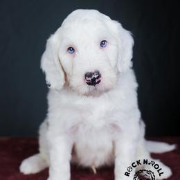 Colin Bridgerton - Blue merle and white male Sheepadoodle puppy in Edmond, Oklahoma from Rock N Roll Doodles