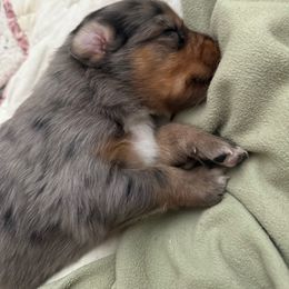 Gronk - Blue merle male Australian Shepherd puppy in East Hartford, Connecticut from CT Aussies