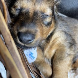 Dachshund Puppies from Cogsworth Cromwell Dachshunds of South West Michigan