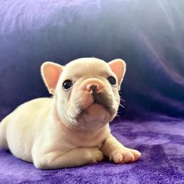 Porky - Cream male French Bulldog puppy in Greeley, Colorado from Mandy Moon French Bulldogs