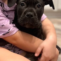 Girl 1 - Black brindle female Cane Corso puppy in Lakeland, Florida from Valyrian Cane Corsos