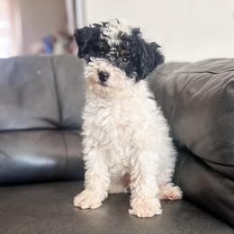 Theo - Tri-color male Bernedoodle puppy in Saint George, Utah from Fitzdoodles
