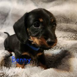 Dachshund Puppies from Circle F Wired Wieners