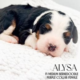 Alysa - Tri-color female Bernedoodle puppy in Tipton, Indiana from Country Creek Doodles