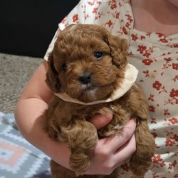 Donner - Red male Cavapoo puppy in Blackfoot, Idaho from Rocky Desert Goldens and Cavaliers