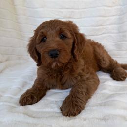 Nanu ( Lime collar boy) - Red  male Goldendoodle puppy in Phelan, California from High Desert Doodles - the original