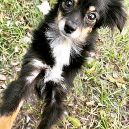 Australian Shepherds, Miniature Australian Shepherds, and Toy Australian Shepherds from Honey, I Shrunk the Aussies