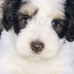 Miniature Schnauzers and Schnoodles from Stonewood Schnauzers