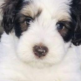 Miniature Schnauzers and Schnoodles from Stonewood Schnauzers