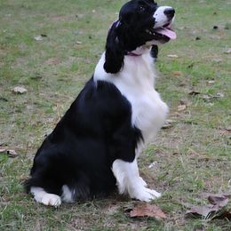 Karma - English Springer Spaniel