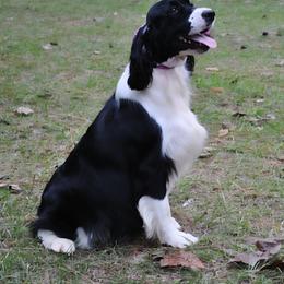 Karma - English Springer Spaniel